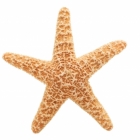 starfish5.jpg